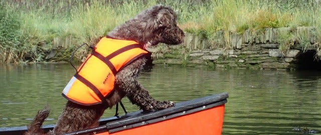 Dog on canoe
