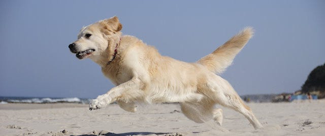 Dog running on big sandy beach